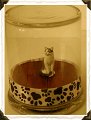 kittyinglass
